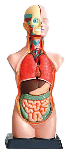 Science - Unbreakable Human Torso ITSC018 DQ