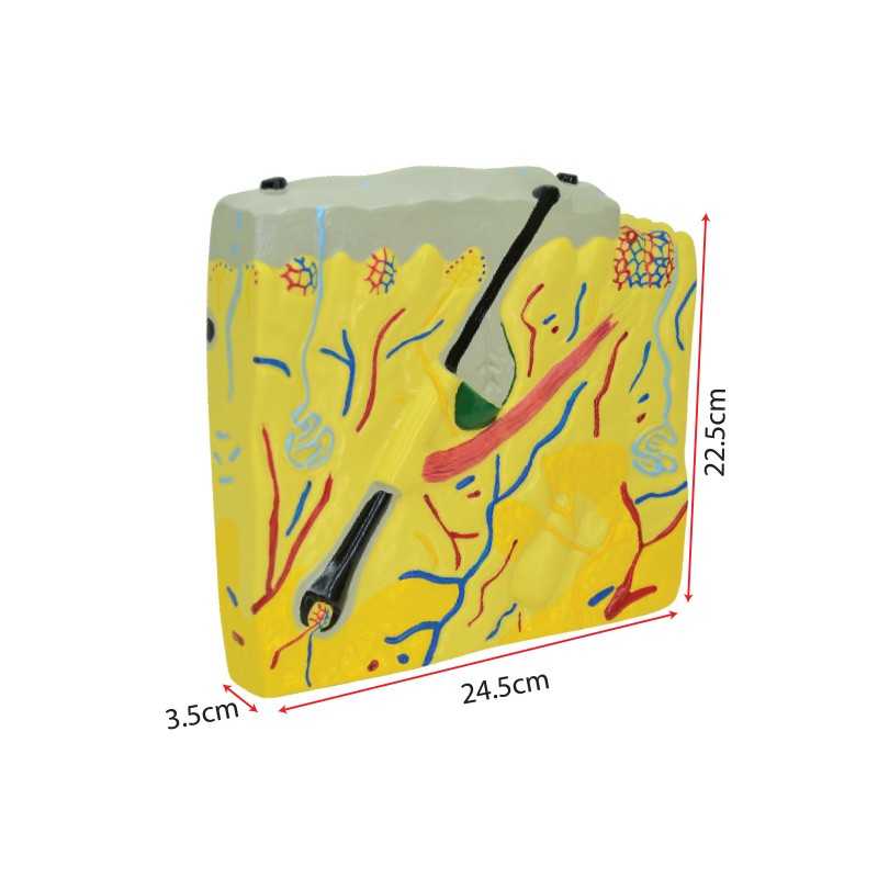 Model of Human Skin - SC0131 MZ