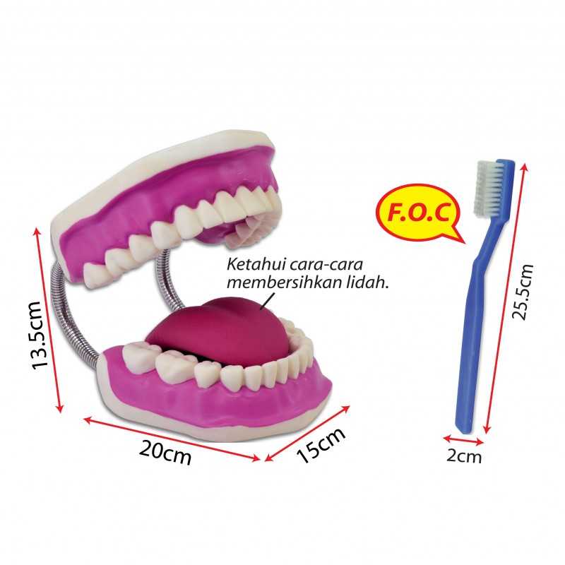 Model of Human Teeth (Large) - SC0115 MZ