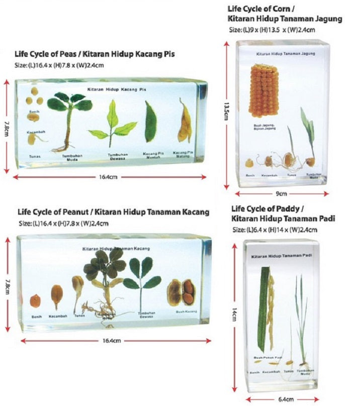 Life Cycle of Edible Plants 4types - SC0150 MZ