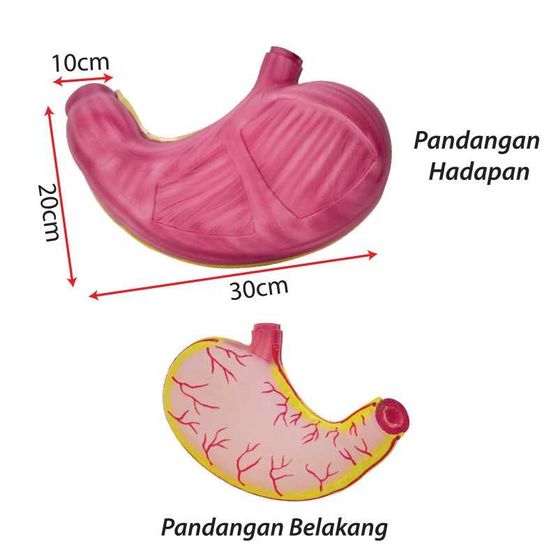 Model of Human Stomach - SC0103 MZ
