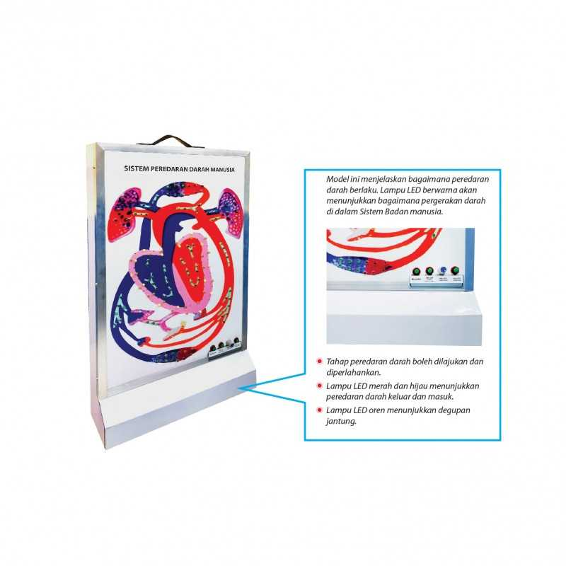 Blood Circulation System Model - SC0152 MZ