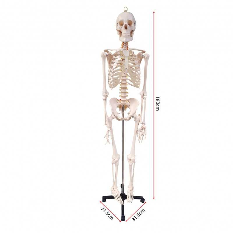 Model Of Human Skeleton 180cm (Metal Stand) - SC0210 MZ