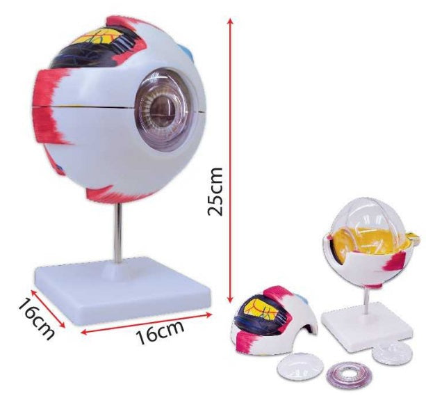 SC0102 - Model of Human Eye MZ