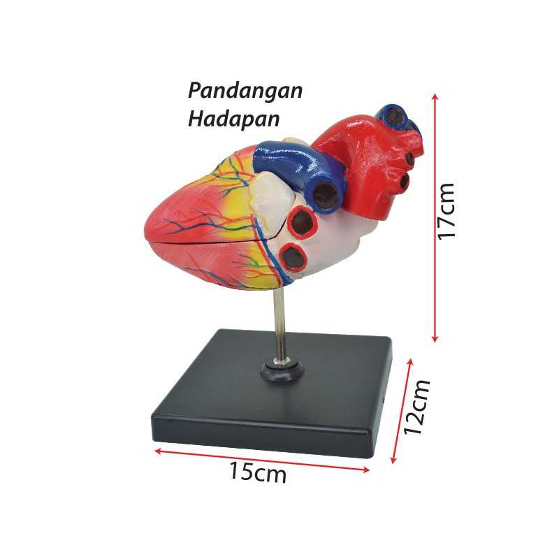 Model of Human Heart (Small) - SC0107 MZ