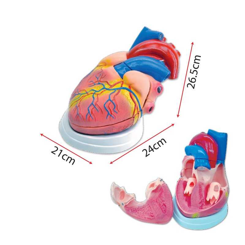 Model of Human Heart (Large) - SC0100 MZ
