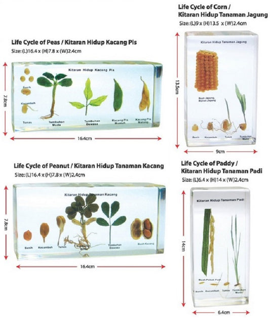 Life Cycle of Edible Plants 4types - SC0150 MZ