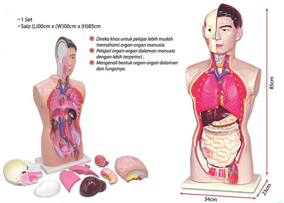 Model of Human Torso (Big) - SC0097 MZ