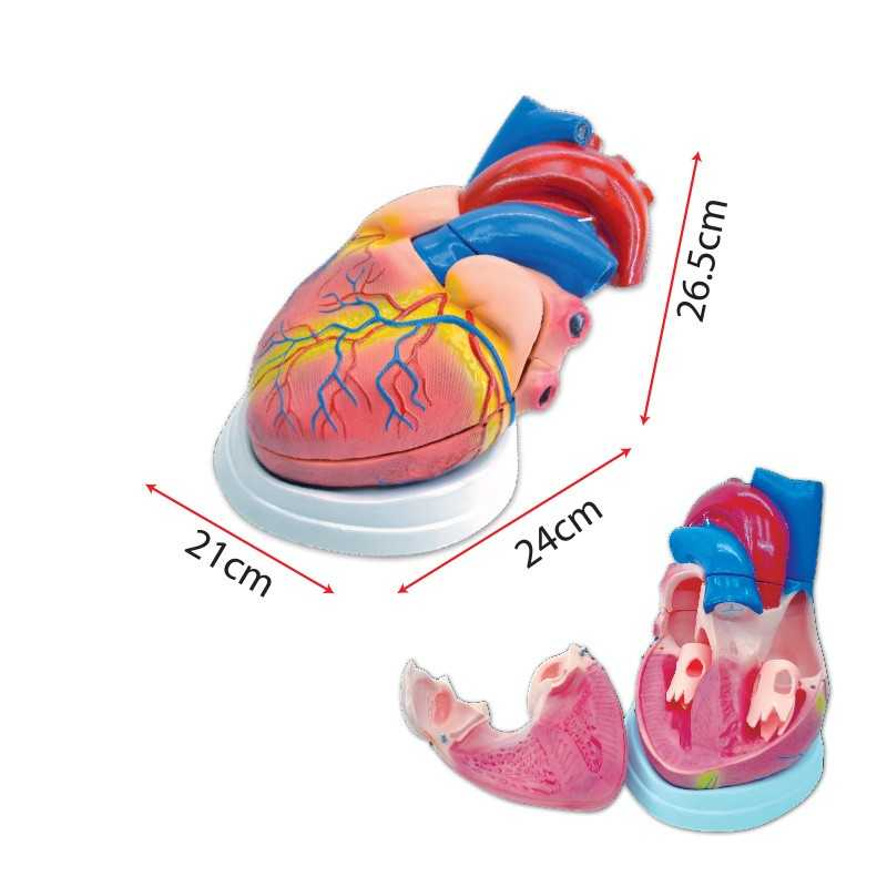 Model of Human Heart (Large) - SC0100 MZ