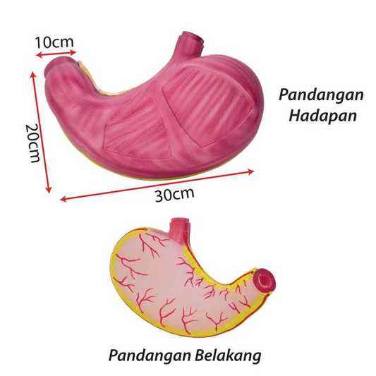 Model of Human Stomach - SC0103 MZ