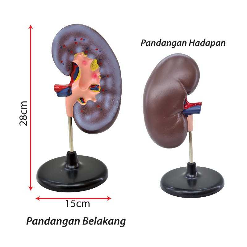 Model of Human Kidney - SC0104 MZ