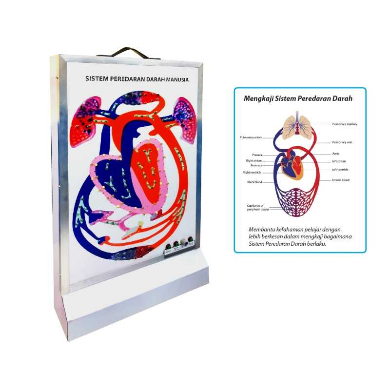 Blood Circulation System Model - SC0152 MZ