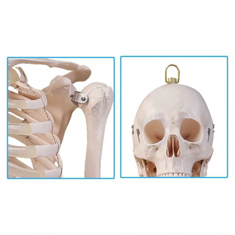 Model Of Human Skeleton 180cm (Metal Stand) - SC0210 MZ