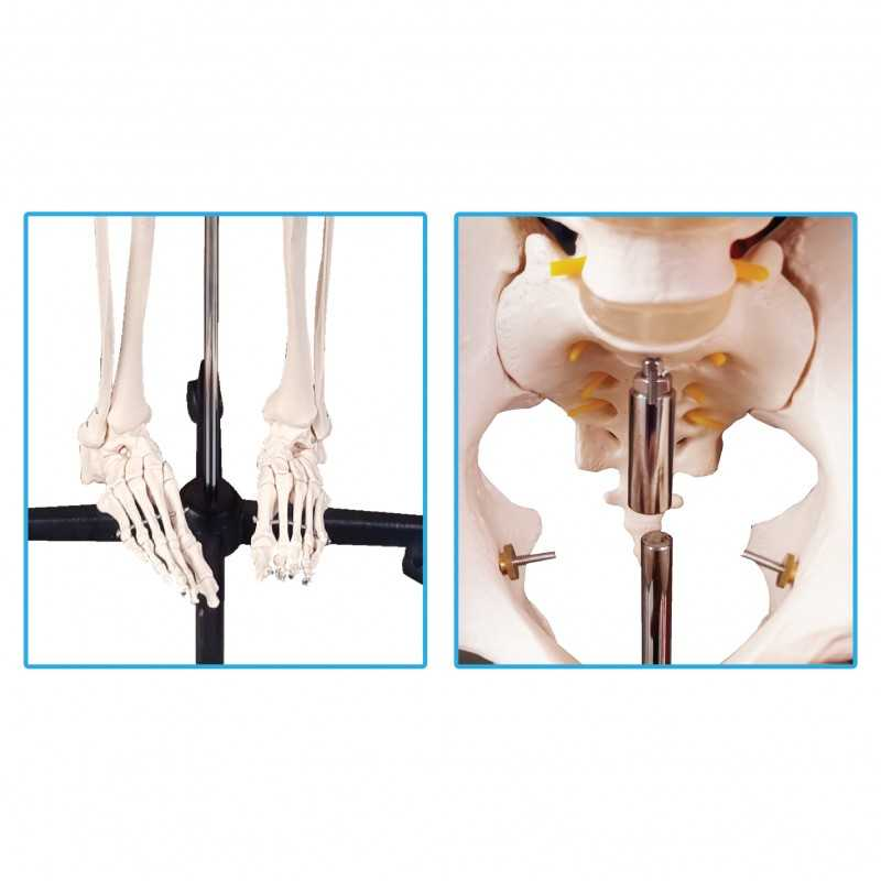 Model Of Human Skeleton 180cm (Metal Stand) - SC0210 MZ
