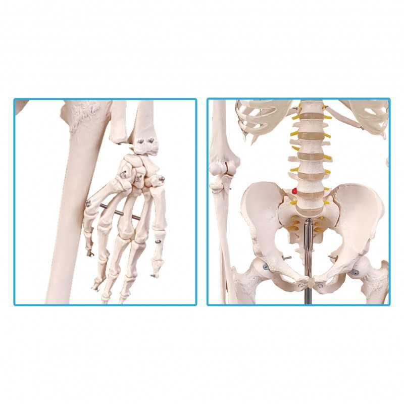 Model Of Human Skeleton 180cm (Metal Stand) - SC0210 MZ