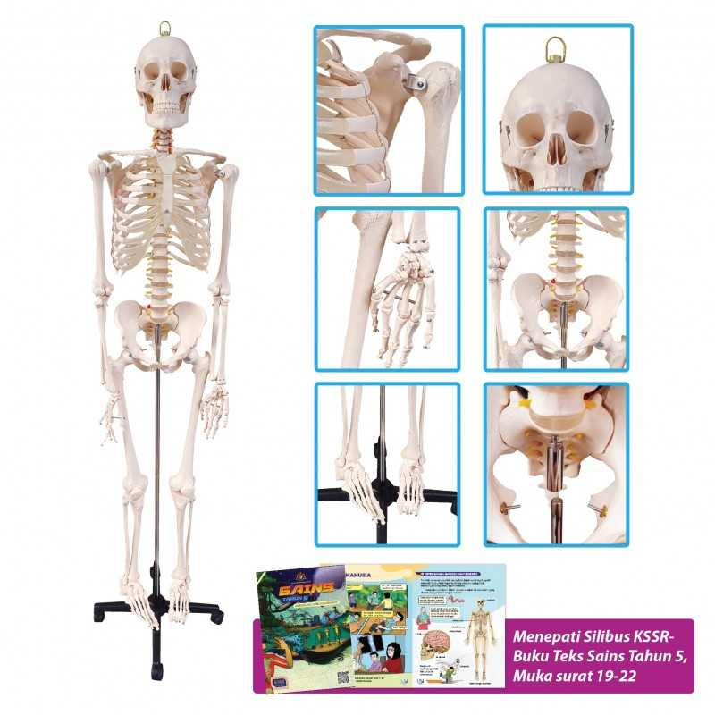 Model Of Human Skeleton 180cm (Metal Stand) - SC0210 MZ