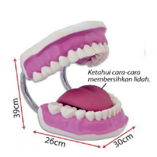 Model of Human Teeth - SC0115 MZ