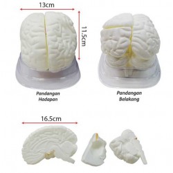 SC0098 - Model of Human Brain MZ