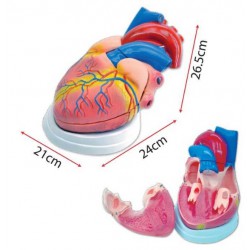 Model of Human Heart - SC0100 (Large) MZ