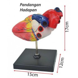 Model of Human Heart - SC0107 (Small) MZ