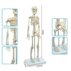 Human Skeleton - SC0114 (Small) MZ