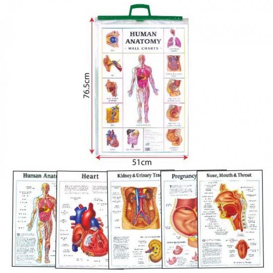 Human Anatomy Charts - SC0007 MZ