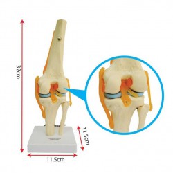 Knee Joint Model - SC0184 MZ