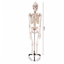 Human Skeleton Model - SC0210 (1.8M) MZ