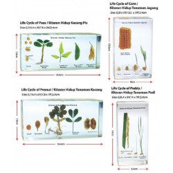 Life Cycle of Edible Plants 4types - SC0150 MZ 