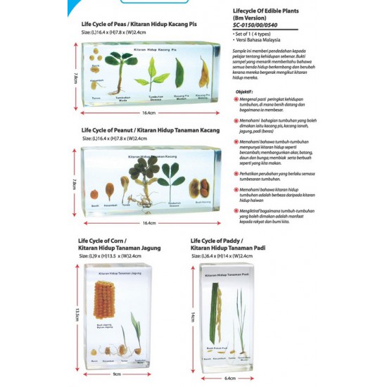 Life Cycle of Edible Plants 4types - SC0150 MZ Life Cycle of Edible Plants 4types - SC0150 MZ