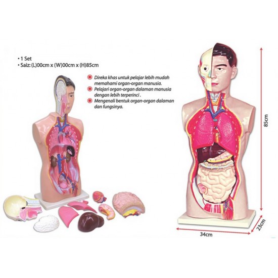 Model of Human Torso (Big) - SC0097 MZ Model of Human Torso (Big) - SC0097 MZ